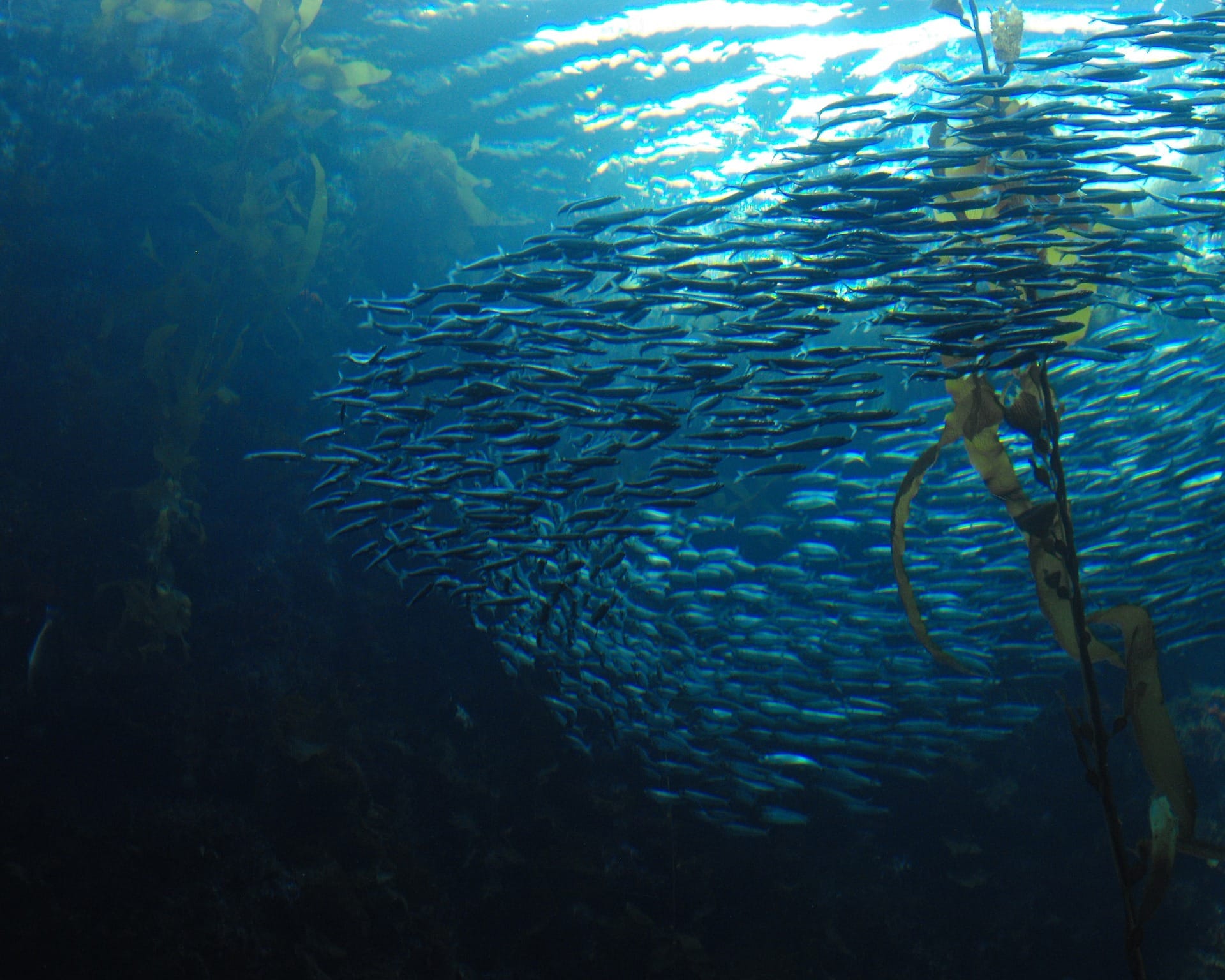 schooling fish, motivated by primal brain instinct