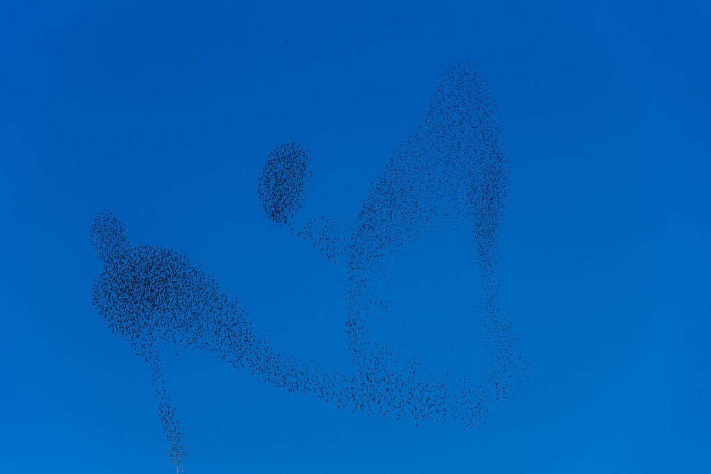 murmuration of starlings illustrating how their primal brains are entraining together