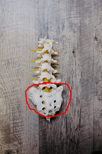 sacrum