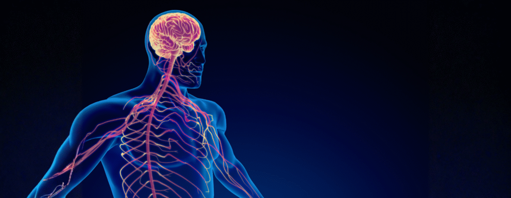 Nervous system
